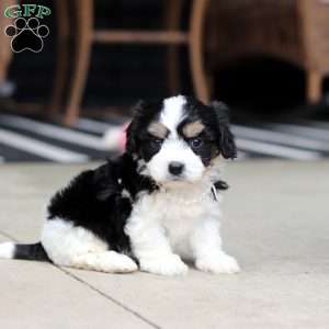 Queen, Cavachon Puppy
